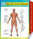 Muscular System Human Speedy Study Guides