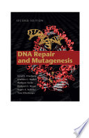 Dna Repair And Mutagenesis