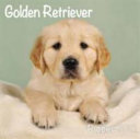 Golden Retriever Puppies M