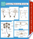 Human Nervous System Speedy Study Guides 