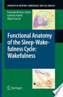 Functional Anatomy Of The Sleep Wakefulness Cycle Wakefulness