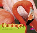 Read Pdf Flamingos