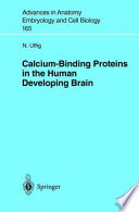 Calcium Binding Proteins In The Human Developing Brain