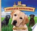 Lovely Labrador Retrievers