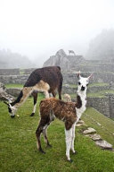 Llamas at Machu Picchu Andes Mountains Peru Journal
