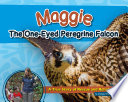 Maggie the One Eyed Peregrine Falcon