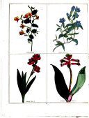 The Magazine of Botany & Gardening, British and Foreign ...
