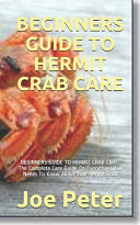 Beginners Guide to Hermit Crab Care