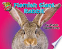 Flemish Giant Rabbit