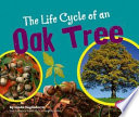 The Life Cycle Of An Oak Tree