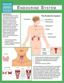 Endocrine System Speedy Study Guide 