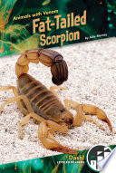 Fat Tailed Scorpion