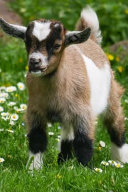 Baby Goats Notebook