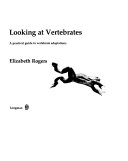 Looking at Vertebrates Book