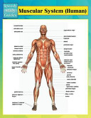 Muscular System  Human   Speedy Study Guides 